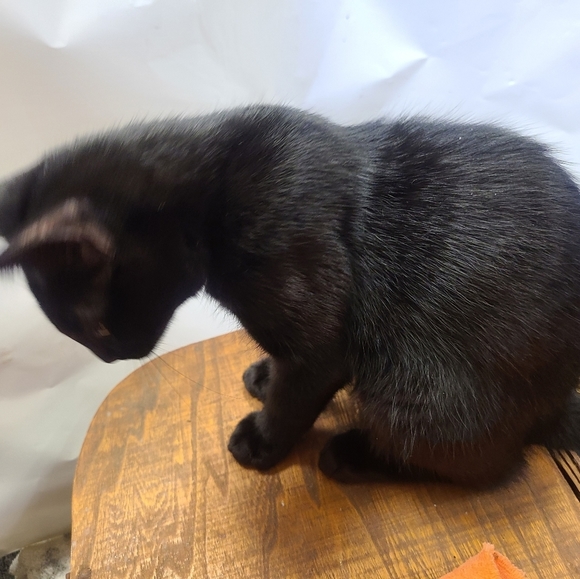 Prices and reasonable offers chart - Picture 5 of 8